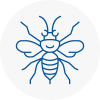 Audenshaw Hornet Nest Removals