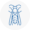 Audenshaw Wasp Nest Removal